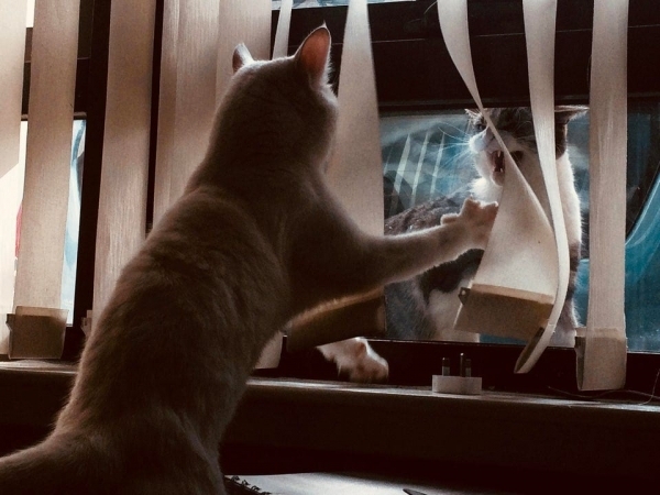 20 фотографий милых, смешных и дурашливых котов, которые легко поднимут настроение даже в самый угрюмый день