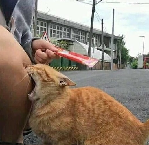 20 иллюстраций художника, который рисует вирусные снимки мемных котов. И его работы смешат не меньше оригинала