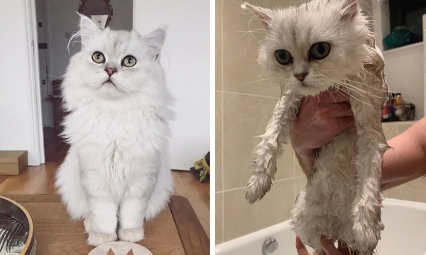 18 фотографий питомцев, для которых купание закончилось не только чистой шерстью, но и страданием на морде
