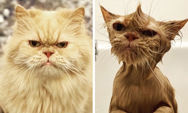 18 фотографий питомцев, для которых купание закончилось не только чистой шерстью, но и страданием на морде