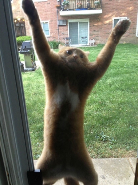 16 весёлых фотографий кошек, которые мгновенно пожалели о своих решениях