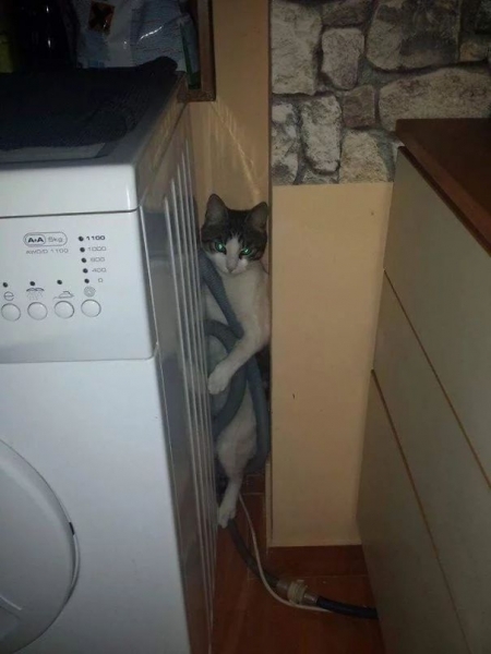 16 весёлых фотографий кошек, которые мгновенно пожалели о своих решениях