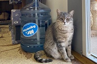 Какую воду пьют кошки в приюте «Зеленоград»?