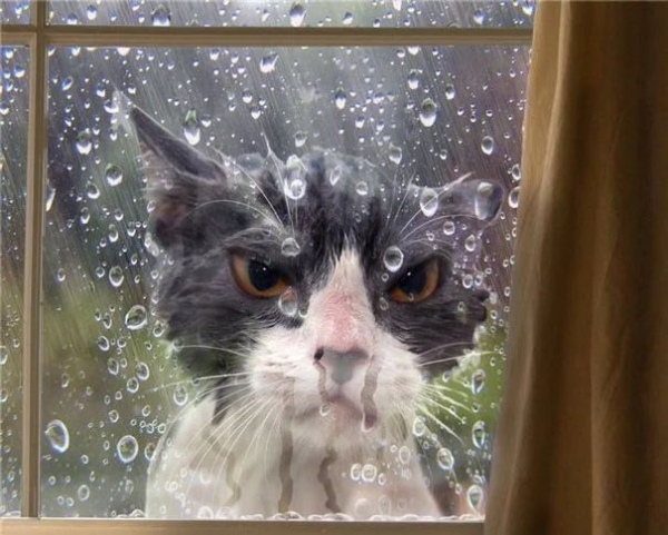 16 весёлых фотографий кошек, которые мгновенно пожалели о своих решениях