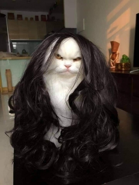20 фотографий милых, смешных и дурашливых котов, которые легко поднимут настроение даже в самый угрюмый день