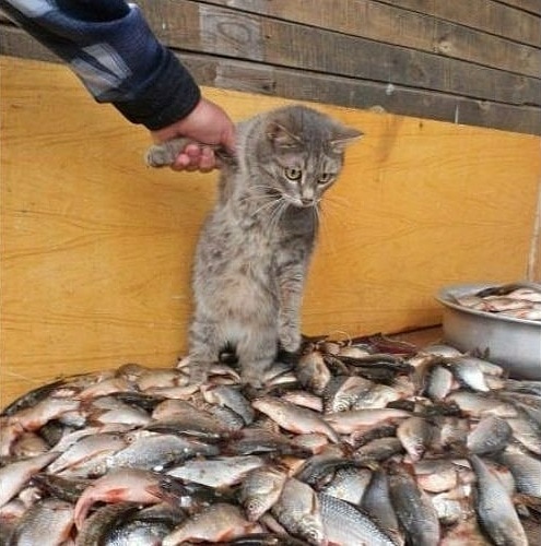20 иллюстраций художника, который рисует вирусные снимки мемных котов. И его работы смешат не меньше оригинала