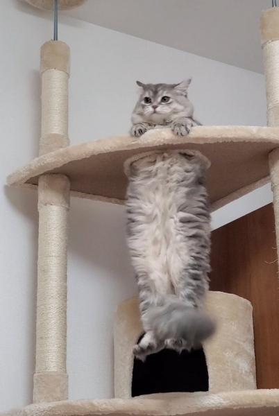 20 фотографий милых, смешных и дурашливых котов, которые легко поднимут настроение даже в самый угрюмый день