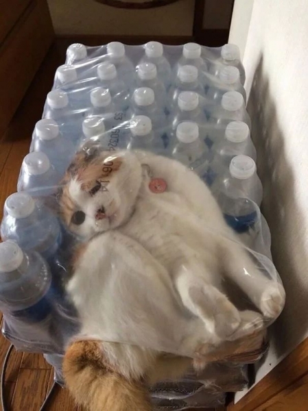 16 весёлых фотографий кошек, которые мгновенно пожалели о своих решениях