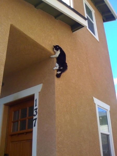 16 весёлых фотографий кошек, которые мгновенно пожалели о своих решениях