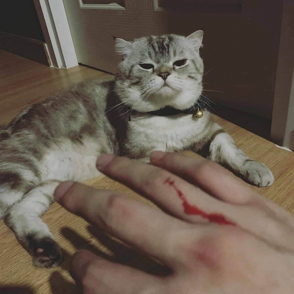 20 иллюстраций художника, который рисует вирусные снимки мемных котов. И его работы смешат не меньше оригинала