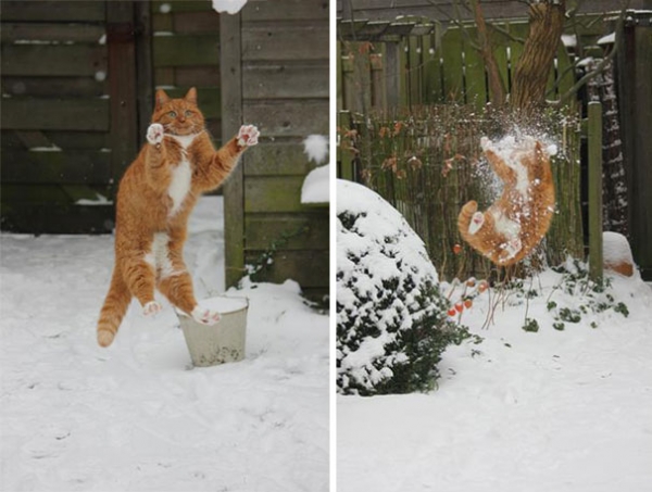 16 весёлых фотографий кошек, которые мгновенно пожалели о своих решениях