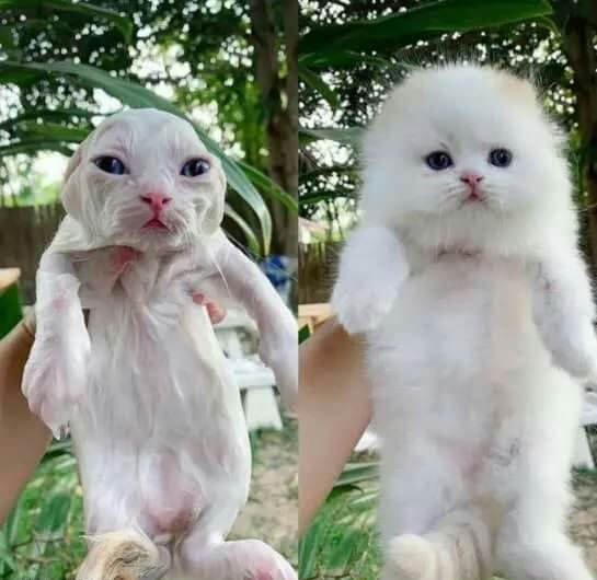 20 фотографий милых, смешных и дурашливых котов, которые легко поднимут настроение даже в самый угрюмый день