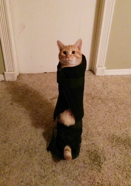 16 весёлых фотографий кошек, которые мгновенно пожалели о своих решениях