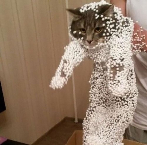 16 весёлых фотографий кошек, которые мгновенно пожалели о своих решениях