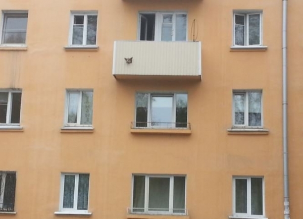 18 примеров собак, которые не просто любимцы хозяев, а настоящие члены семьи