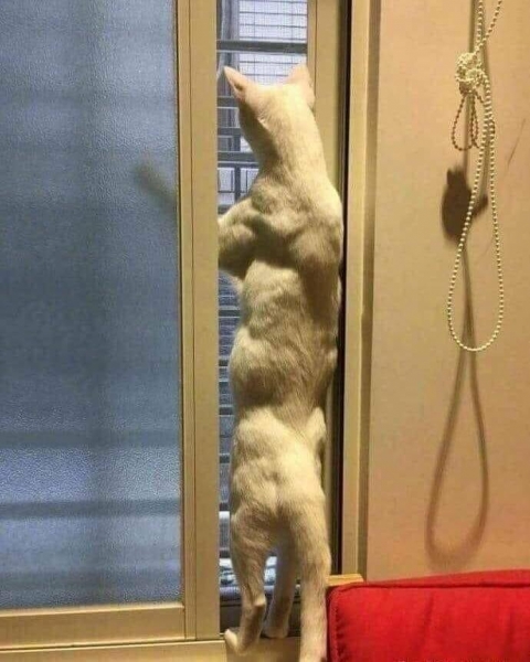 20 фотоснимков вещей, людей и животных, у которых размер больше обычного
