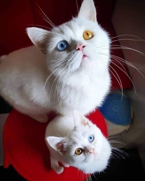 20 фотографий милых, смешных и дурашливых котов, которые легко поднимут настроение даже в самый угрюмый день