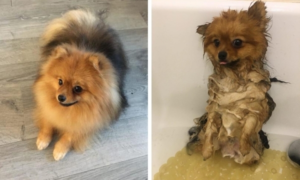 18 фотографий питомцев, для которых купание закончилось не только чистой шерстью, но и страданием на морде