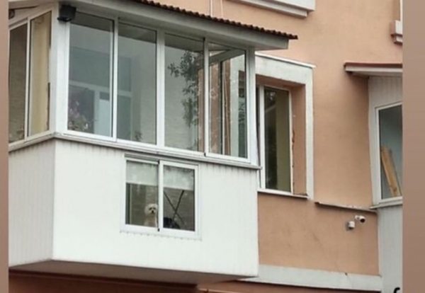 18 примеров собак, которые не просто любимцы хозяев, а настоящие члены семьи