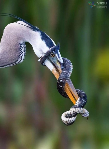 18 фото, доказывающих, что природа может создавать не только милых зверят, но и суровых существ