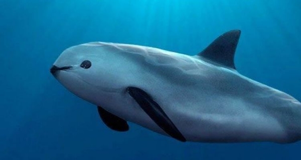 25 смешных и увлекательных фотоснимков, на которые интересно смотреть