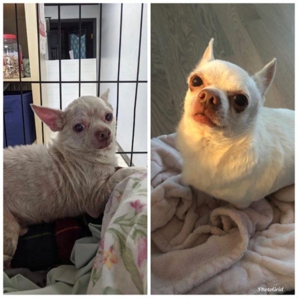 14 собак, на которых сложно было взглянуть без слёз, но людская забота превратила их в красавчиков
