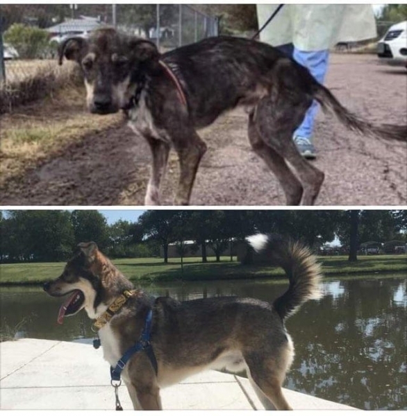 14 собак, на которых сложно было взглянуть без слёз, но людская забота превратила их в красавчиков