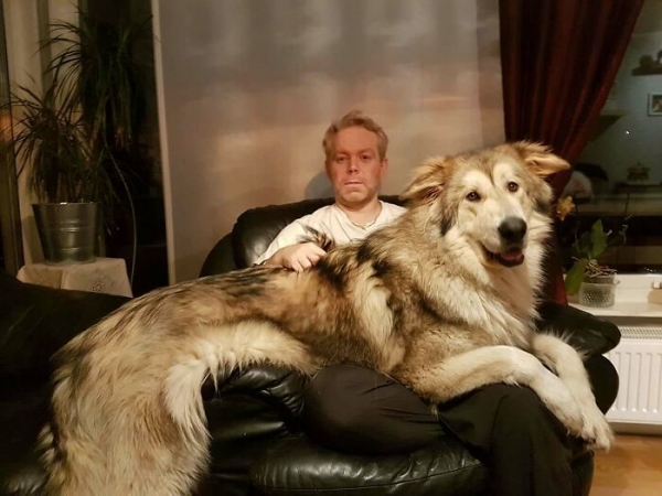 19 гигантских пород собак, похожих на лошадей, огромные размеры которых поражают