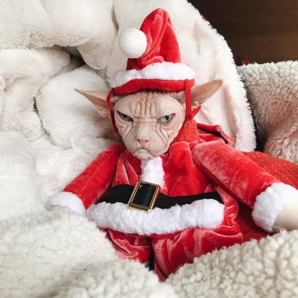 20 четвероногих, которые терпеть не могут Новый год