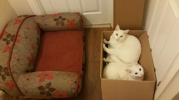 20 фотографий вредных котов, которые будут спать где угодно, но не на специально купленных для них лежанках