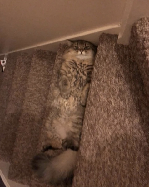 17 кошек, которые доказали, что этих животных не остановить
