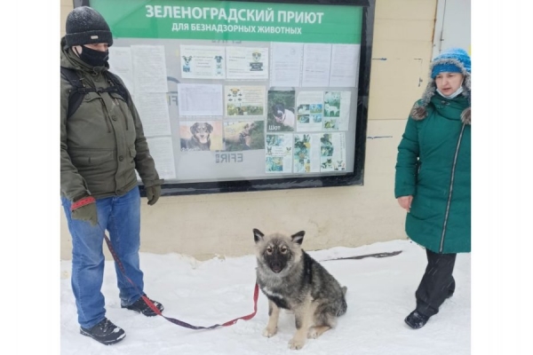 На минувшей неделе приют «Зеленоград» покинули семь питомцев
