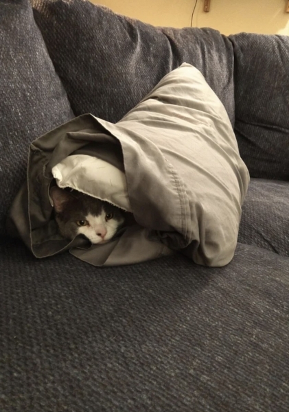 17 кошек, которые доказали, что этих животных не остановить
