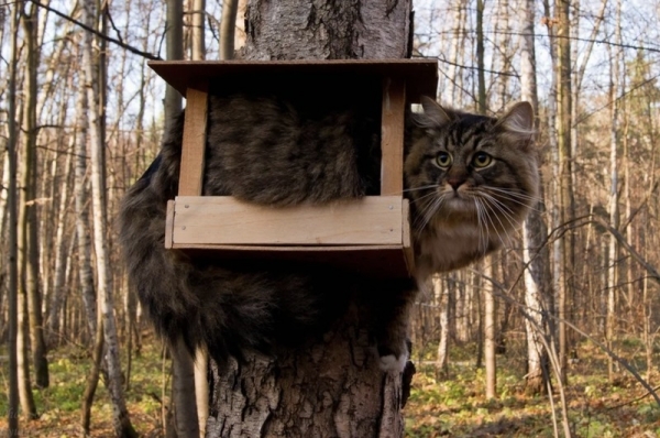 17 кошек, которые доказали, что этих животных не остановить