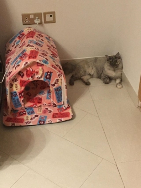 20 фотографий вредных котов, которые будут спать где угодно, но не на специально купленных для них лежанках