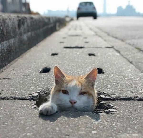 20 вещей, которые не увидишь каждый день, но это даже хорошо
