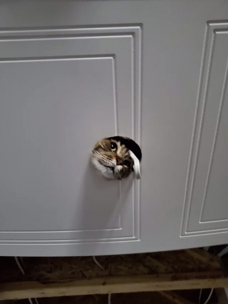 17 кошек, которые доказали, что этих животных не остановить