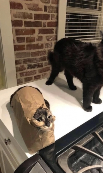 17 кошек, которые доказали, что этих животных не остановить