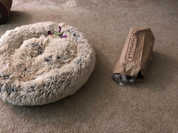 20 фотографий вредных котов, которые будут спать где угодно, но не на специально купленных для них лежанках