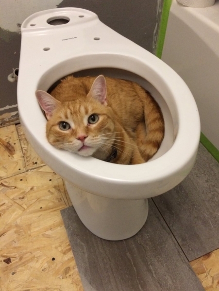 20 фотографий вредных котов, которые будут спать где угодно, но не на специально купленных для них лежанках