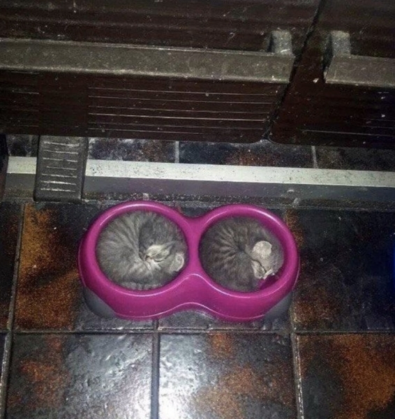 17 кошек, которые доказали, что этих животных не остановить