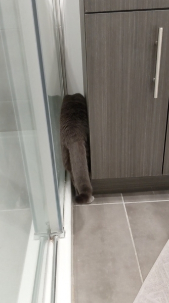 17 кошек, которые доказали, что этих животных не остановить