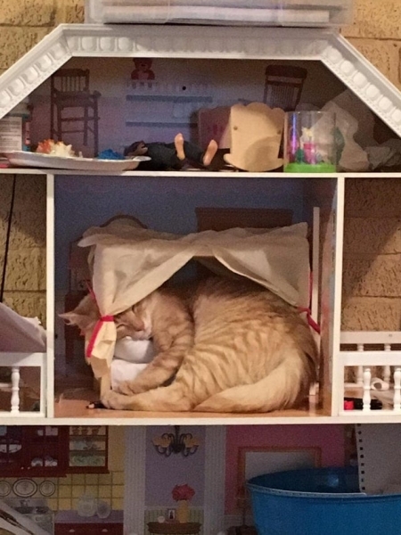 20 фотографий вредных котов, которые будут спать где угодно, но не на специально купленных для них лежанках