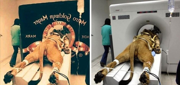 30 популярных в интернете фото, которые на самом деле – вранье и фотошоп