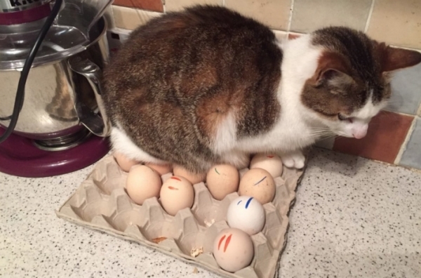 20 фотографий вредных котов, которые будут спать где угодно, но не на специально купленных для них лежанках