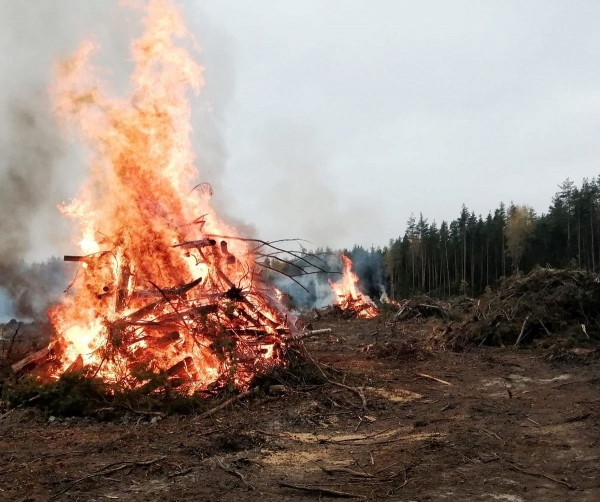Вблизи Зеленограда начали сжигать порубочные остатки