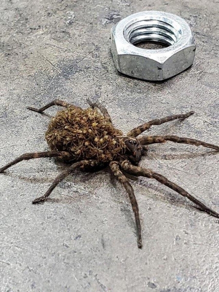 20 красивых, но пугающих животных, которых вы уж точно не заходите погладить