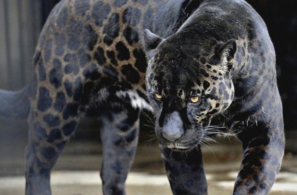 20 красивых, но пугающих животных, которых вы уж точно не заходите погладить