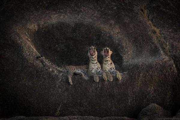 20 красивых, но пугающих животных, которых вы уж точно не заходите погладить