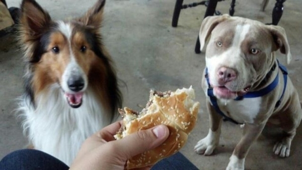 15 «преступлений», которые раскрыл бы даже самый плохой детектив на свете